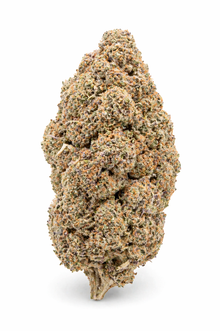 Blackberry Fleur CBD Low Indoor, Grossiste B2B